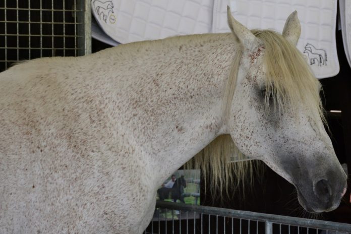 /images/paardenhoofd 27112015.jpg