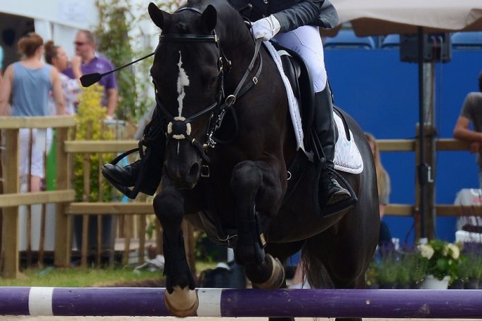 /images/pony.jpg /images/pony.jpg