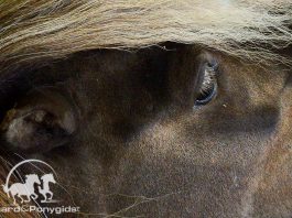 /images/pony 05042016.jpg