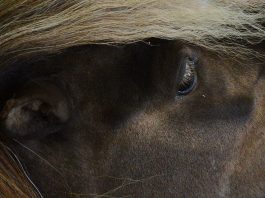 /images/pony 15012016.jpg