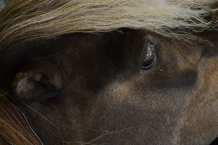 Verwaarlozing van paarden en pony’s in Moerdijk