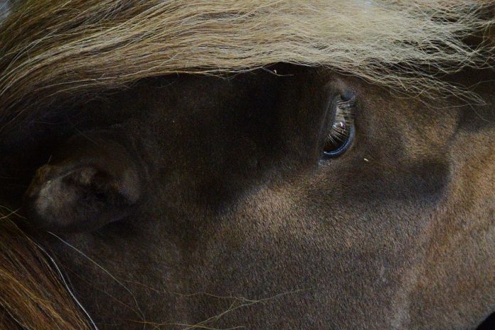 /images/pony 25012016.jpg