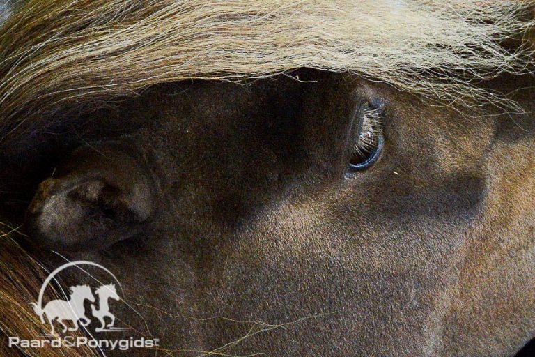Pony circa 130 keer beschoten met paintball geweer