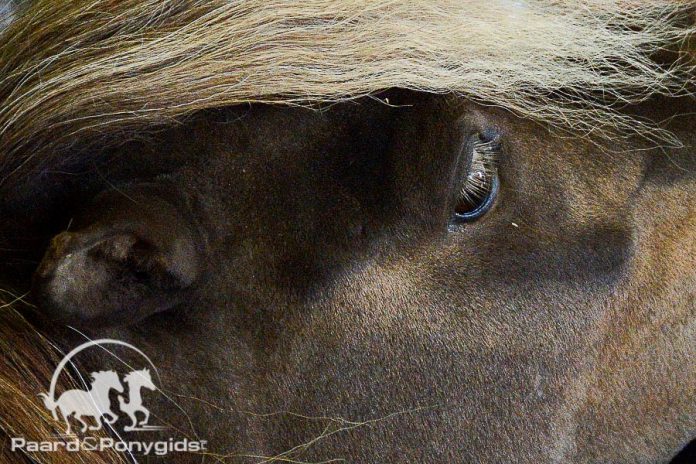 /images/ponyhoofd 23042016.jpg /images/ponyhoofd 23042016.jpg