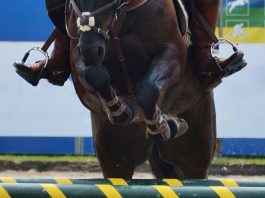 /images/ponyspringen 13032016.jpg