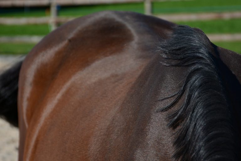 Doetinchemmer aangehouden op verdenking verzekeringsfraude