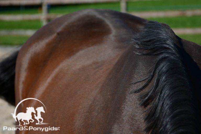 Paardenwelzijn dwingt Hollandsche Manege tot gang naar rechter