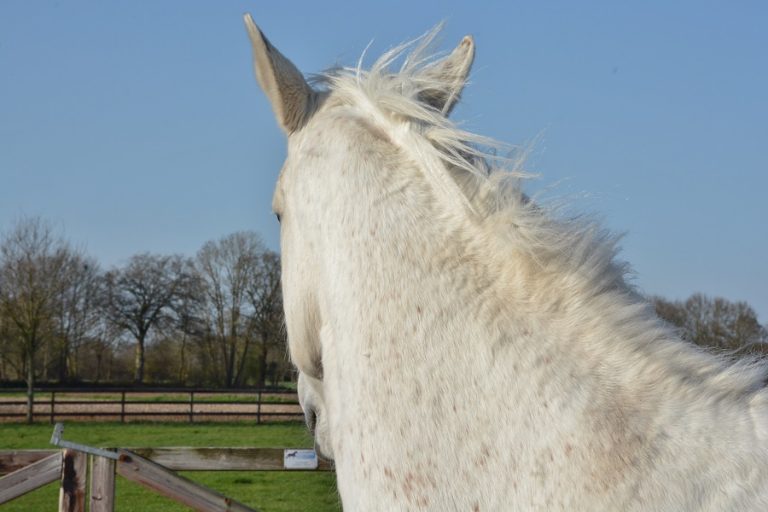 Kandidaatstelling verkiezing Hippisch Ondernemer geopend