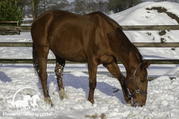 /images/sneeuw 17012018.jpg