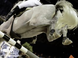 Indoor Springen ©Paard & Ponygids