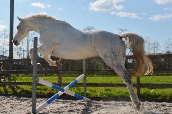 /images/springen treasure.jpg /images/springen treasure.jpg