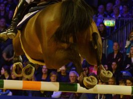 /images/sprong 03022016.jpg