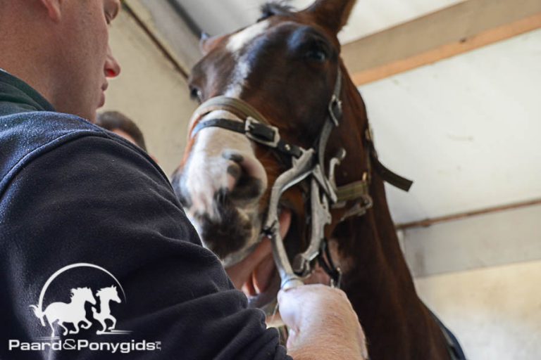 De verborgen kosten bij het houden van paarden