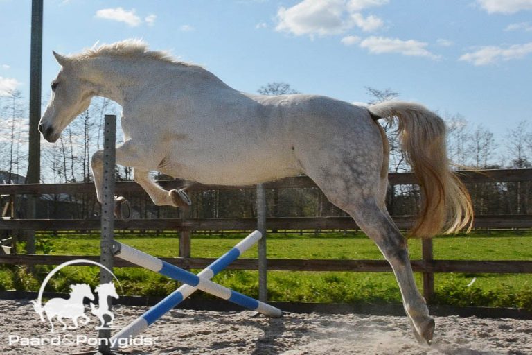 HH Memphis ingeslapen na bizar ongeluk op Spruce Meadows