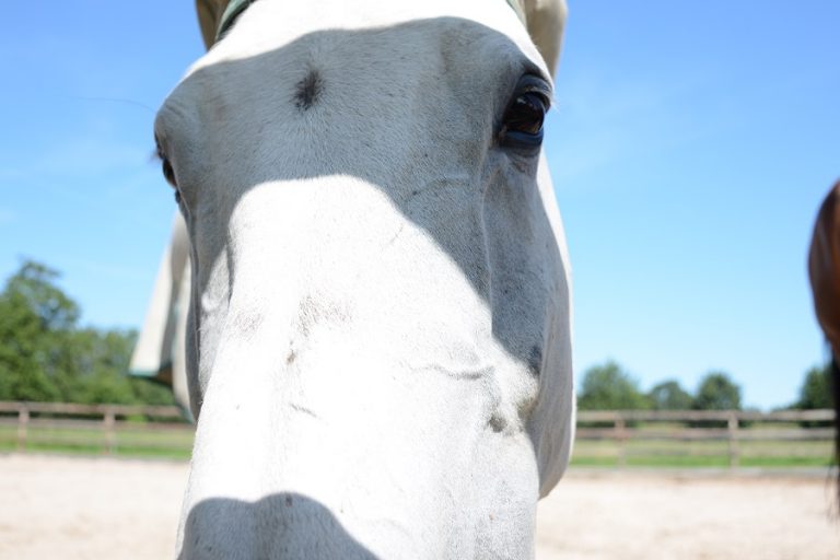 Ahhhh: prachtig moment tussen peuter en paard *video*