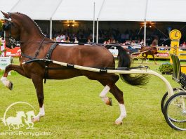 /images/tuigpaard 18032016.jpg
