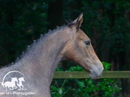 /images/veulen 03052016.jpg