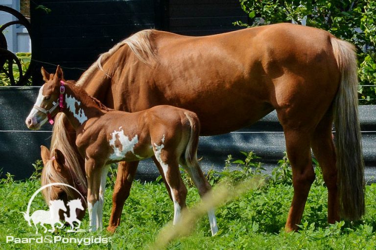 Koeien assisteren merrie bij moeizame bevalling veulen