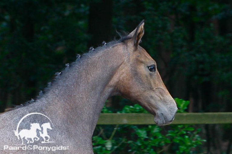 KWPN online veulenveilingen breiden uit