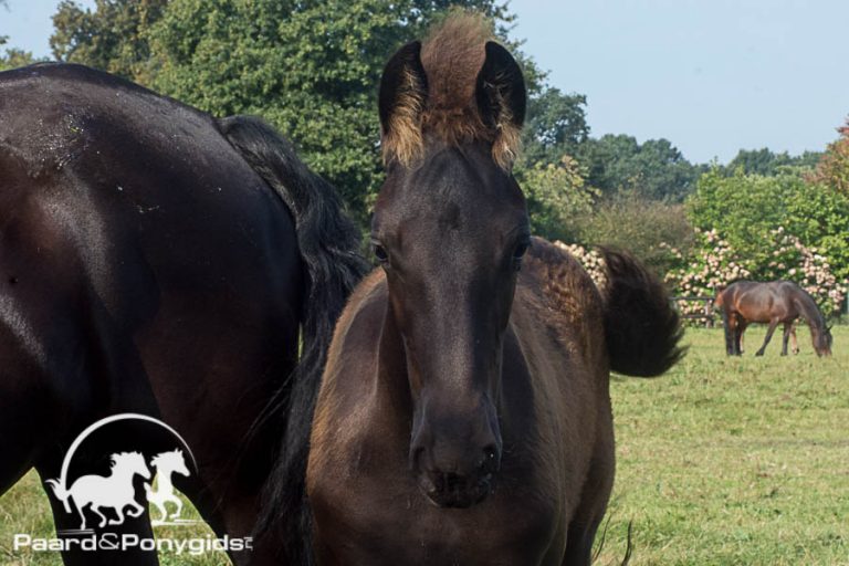 Flanders Foal Auction reist door naar Bonheiden