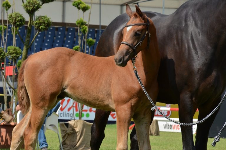 Kampioenen gehuldigd tijdens paardenfokdag Veluwe & Vallei