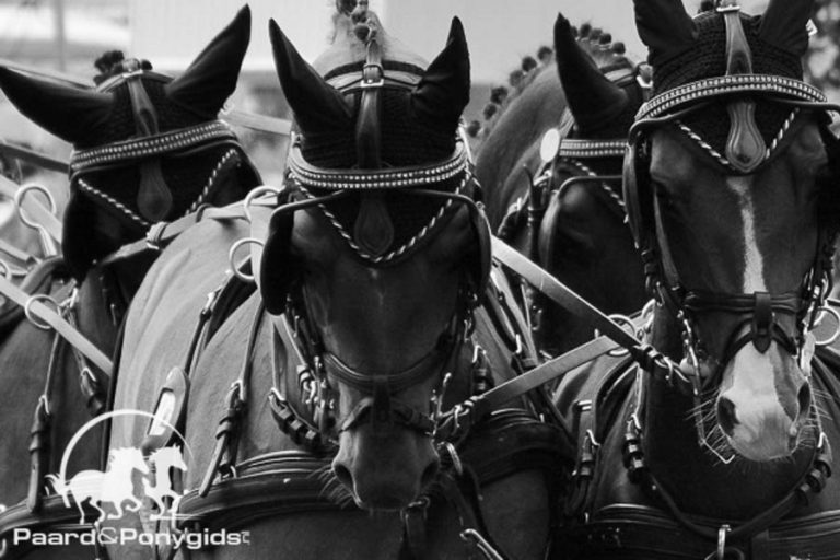 NK vierspannen 2018 op Riant Equestrian Centre Beekbergen