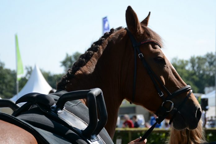 /images/voltigepaard 24022016.jpg