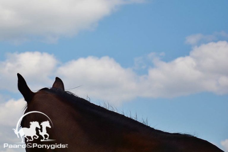 Meerdere paarden met brandwonden na brand in Sittard