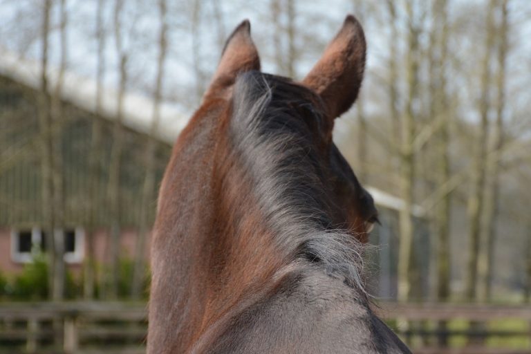 Rhinopneumonie vastgesteld in Nijverdal