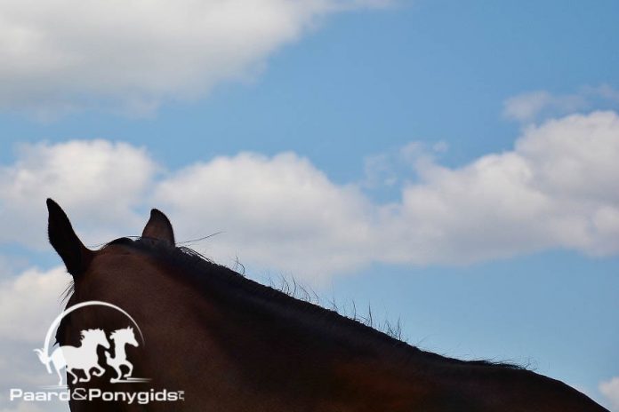 /images/zoe 19072016.jpg