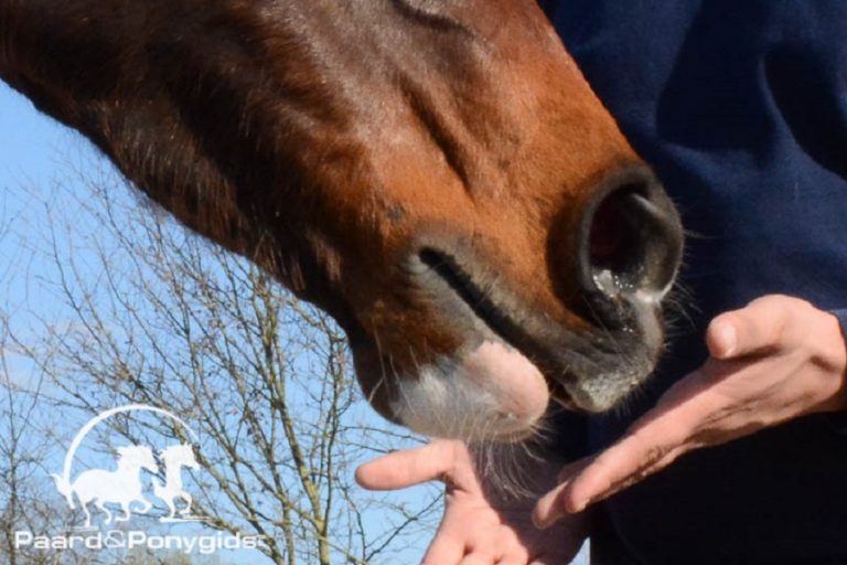 FNRS unaniem toegelaten tot European Horse Network