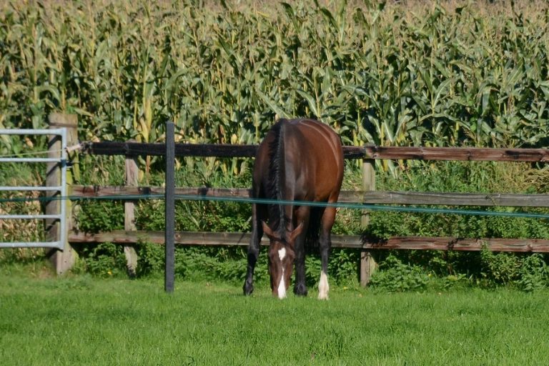 Merrie ingeslapen na ernstige mishandeling Den Dungen