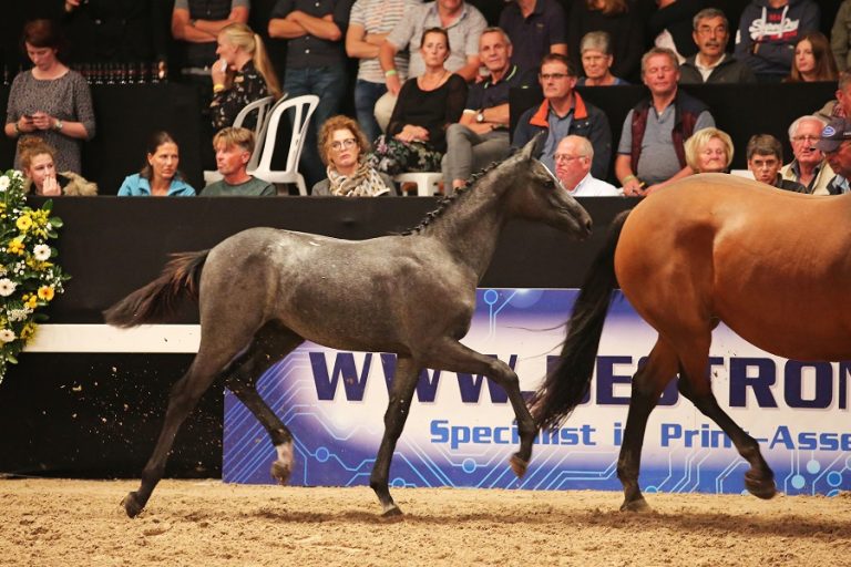 Cian O’Connor biedt vanuit Tryon 21.000 euro voor Cassanova PB