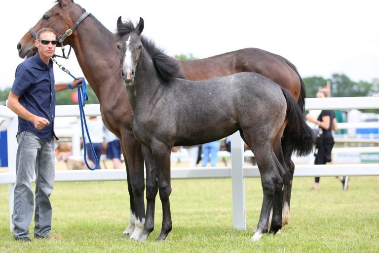 Bolesworth Elite Auction houdt hoge niveau vast