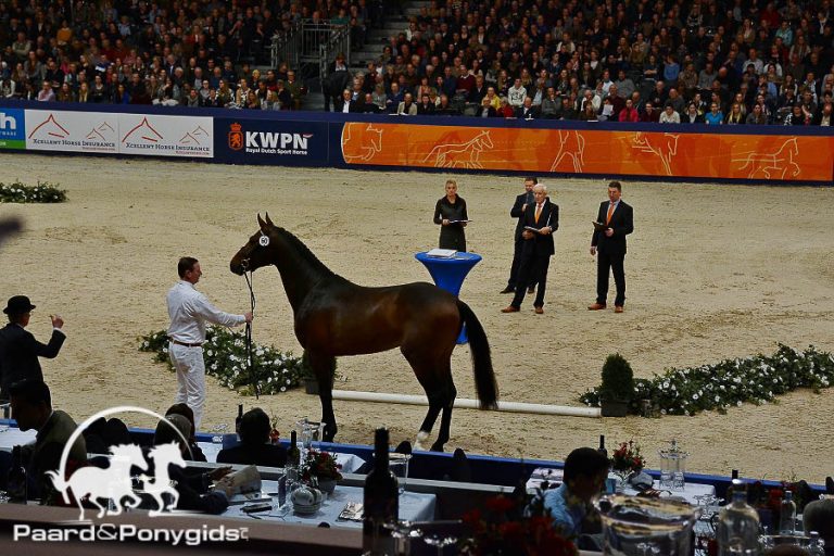 Springgefokte hengst Liverpool kampioen KWPN-hengstenkeuring