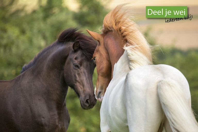 4 organisaties starten campagne tegen eenzaamheid bij paarden