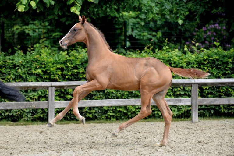 Online bieden tijdens Flanders Foal Auction