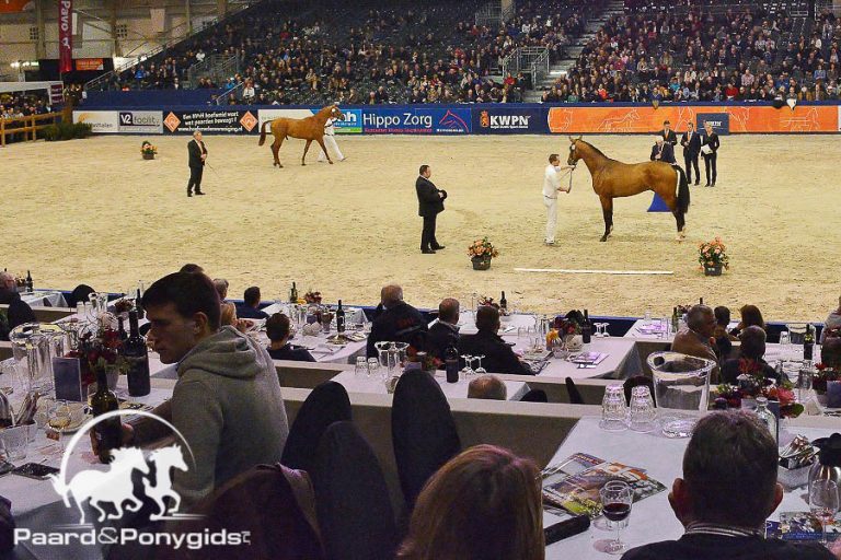 KWPN HK2019: 3 springhengsten door naar kampioenskeuring