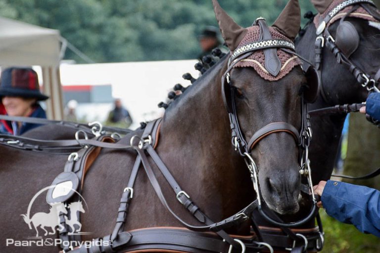 Hammink, Van de Bunt en Janssen winnaars NK Ponymennen