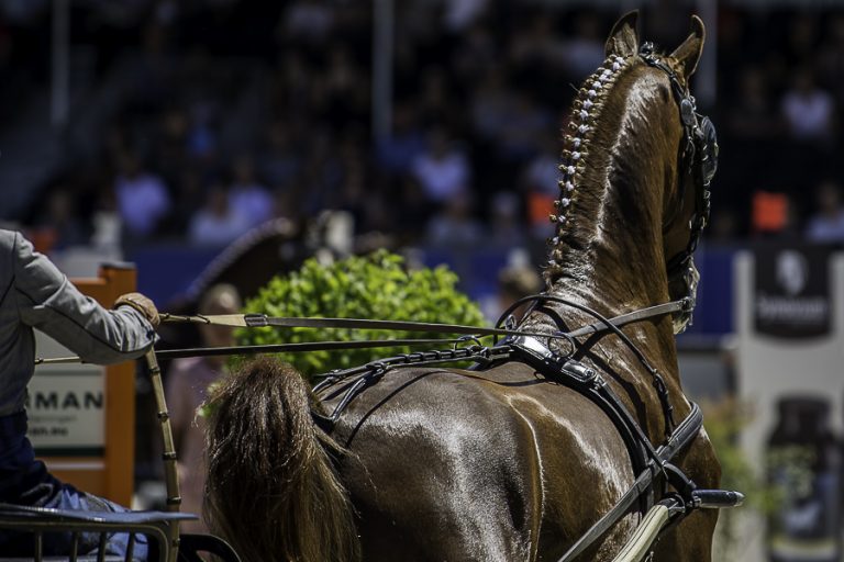 Demi van Nispen aan de slag als trainingsleider tuigpaardhengsten