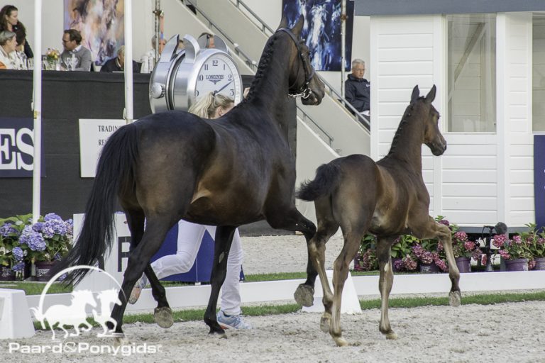Veulenselectie Flanders Foal Auction van start