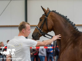 Succesvolle oefendag voor 3- en 4-jarige merries in Kootwijkerbroek
