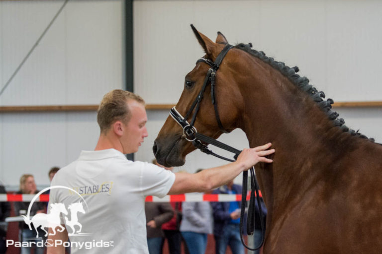 Succesvolle oefendag voor 3- en 4-jarige merries in Kootwijkerbroek