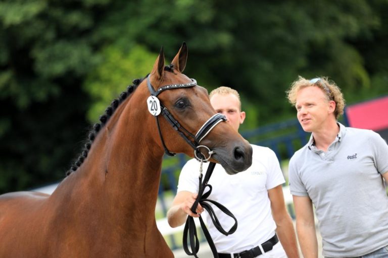 Dressuurmerrie Loïs Lena maakt hoge verwachtingen waar