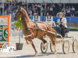 Grote Prijs Young Riders Tuigpaardensport