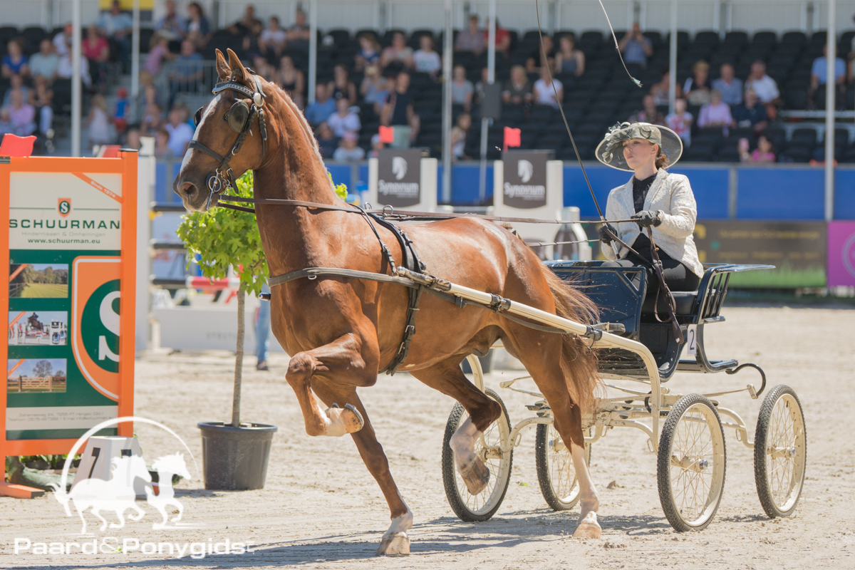 Tuigpaardensport Grote Prijs Young Riders Tuigpaardensport