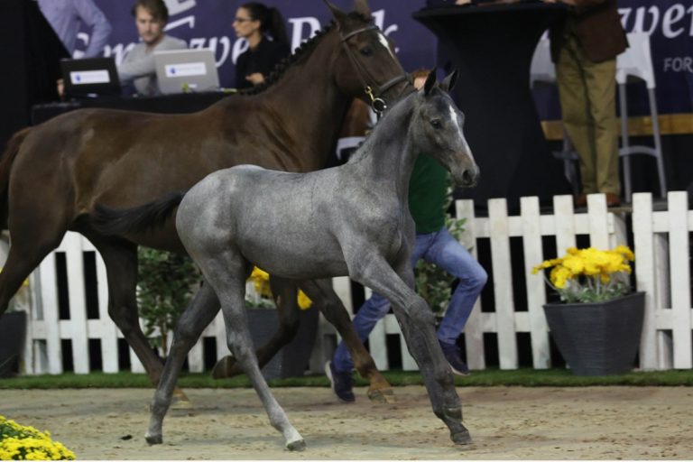 Grand finale Flanders Foal Auction sluit af met 20.108 euro gemiddeld