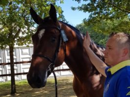 Larenzo S goedgekeurd bij Zangersheide: "Een droom die uitkomt"