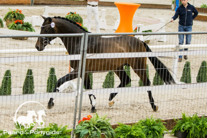 Cat.nr 314 (Bordeaux x Florencio)