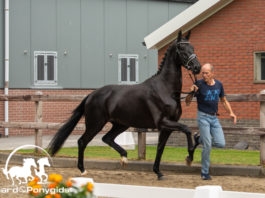 MT Stables Oefendag 2021